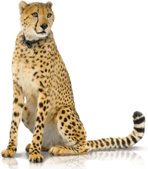 Cheetah Png Hd Image With No - Transparent Background Transparent Cheetah