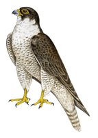 Falcon Png