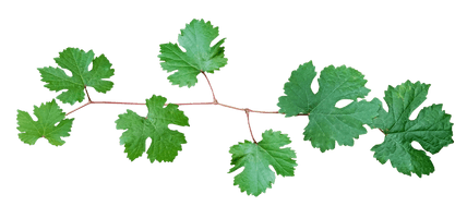 Vine Leaf Grape Bunch PNG Free Photo