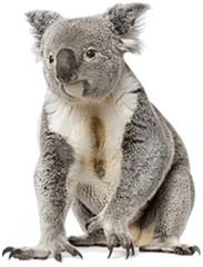 Png Koala - Koala Png