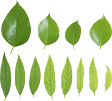 Green Leaves Picture Png