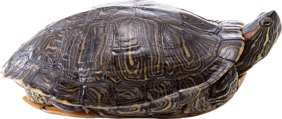 Turtle Png - Transparent Background Turtles Png High White Background