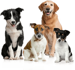 Dog Png Image Picture Download Dogs - Dog Png