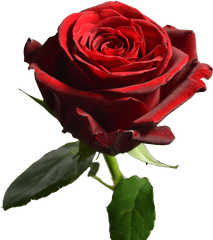 Red Roses - Floribunda Png