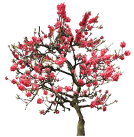 Japanese Flowering Cherry Image Free Clipart HD - Free PNG