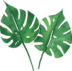 Watercolor Tropical Leaves Png - Watercolor Tropical Leaves Png