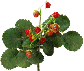 Wild Raspberry Bush 29 Cm Flowerdutchess - Frutti Di Bosco Raspberry Bush Png