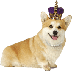 Corgi Png Transparent - Corgi Png