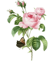 Pink 17591840 Rose Pierrejoseph Flowerpot Redoutxe9 Painting - Free PNG