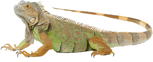 Download Imagenes Iguana Png Image With - Iguana Png