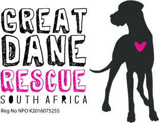 Danes For Adoption U2014 Great Dane Rescue South Africa Png