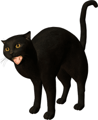 Bombay Cat Burmese Korat Black - Black Cat Png