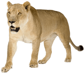 Lioness Png Image - Lioness Png