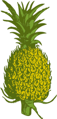 Pineapple Png - Pineapple Tree Clipart Png