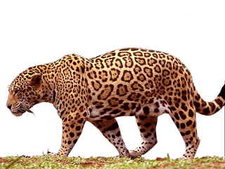 Jaguar Free Png Transparent Image - Jaguar Png