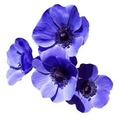 Purple Flowers Png Image - Transparent Background Purple Flower Png