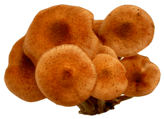 Mushroom Png Images - Pngpix Mushroom