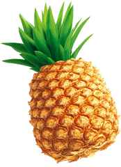 Pineapple Download - Tempting Pineapple Png Download 800 Pineapple Illustration Png