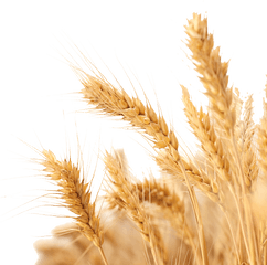 Download Harvest Wheat Crop Free Png Hq Clipart - Transparent Background Wheat Png