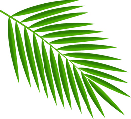 Clipart Palm Leaf Png Tropical