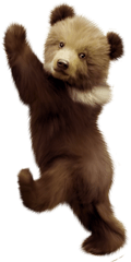 Polar Bear American Black Cub - Transparent Bear Cub Png