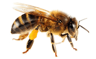 Bee Png 3