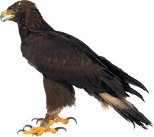 Eagle Png Image Download