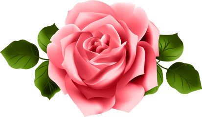 Download Go To Image - Pink Red Rose Png