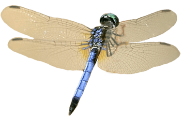 Dragonfly Icon Png - Hawker Dragonflies