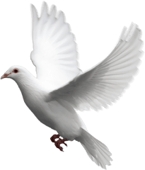 Dove Png Transparent Background Image - White Dove Transparent Background