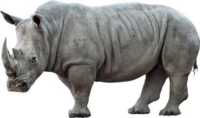 Download Hd Rhinoceros Png Pic - Rhino Png