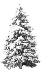 Snowy Trees Png Image - Snow Christmas Tree Png