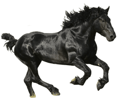 Horse Png Image