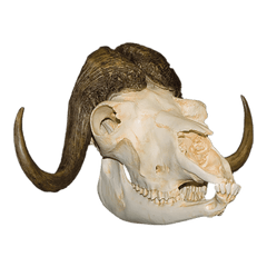 Download - Skull Animals Png