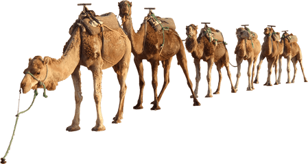 Camels In The Desert Png Transparent - Camel Png