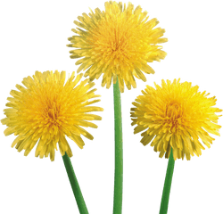 Dandelions Png - Dandelion Transparent