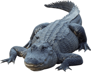 Crocodile Png Gator