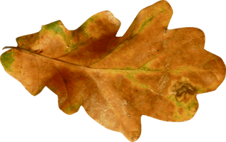 Autumn Png Leaf