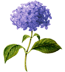 Hydrangea Botanical Drawing Png Image - Transparent Purple Flower Drawing