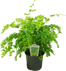 12cm Maidenhair Fern - Flowerpot Png