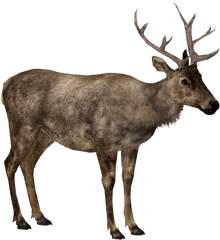 Download Elk Png