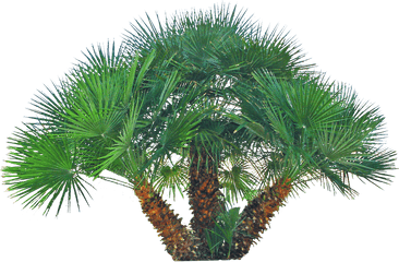 Pygmy Palm Png - Pygmy Date Palm Png