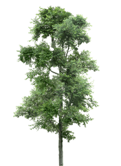 Download Hd Watercolor Pine Tree Png