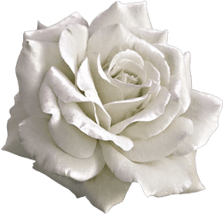 Aesthetic White Rose Png Transparent - Aesthetic Pink Rose Png