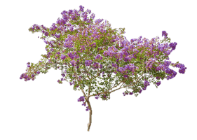 Lilac Free Download - Free PNG