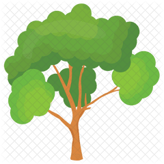 Scots Pine Tree Icon - Maidenhair Tree Png