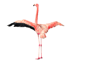 Flamingo Download Png