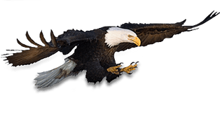 Eagle Png Image Download