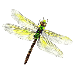 Dragonfly Png Download Image