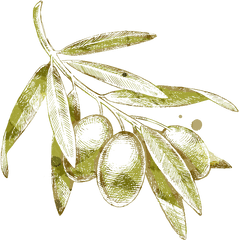 Olive Branch Drawing - Olive Drawing Png